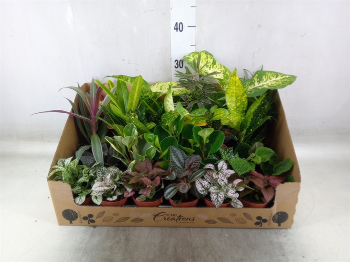 <h4>Planten Groen   ...mix 24</h4>