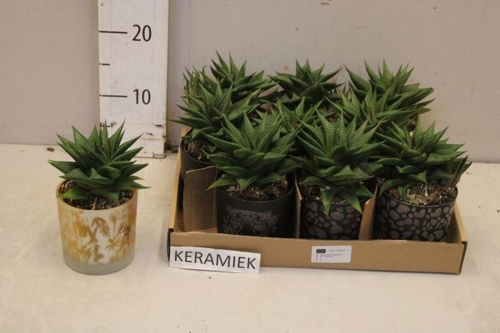 <h4>HAWO LIMIFOLIA</h4>