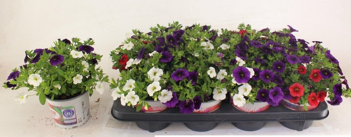 <h4>Confetti Garden Hawaiian Country ROOD WIT BLAUW</h4>