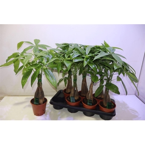 arr8 Pachira Aquatica