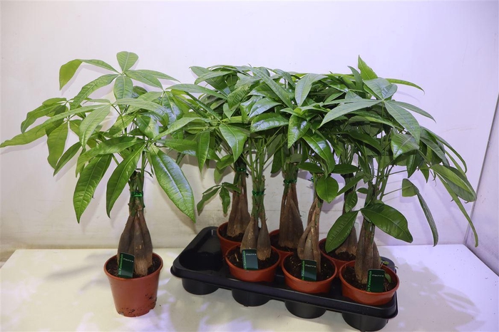 <h4>arr8 Pachira Aquatica</h4>