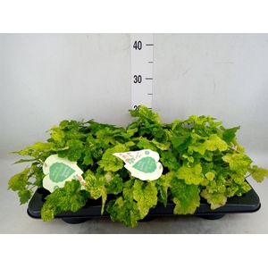 Tolmiea menziesii   ...variegated