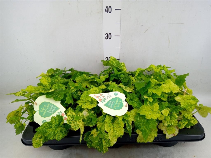 <h4>Tolmiea menziesii   ...variegated</h4>