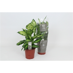 Purify Dieffenbachia Sublime 17 cm