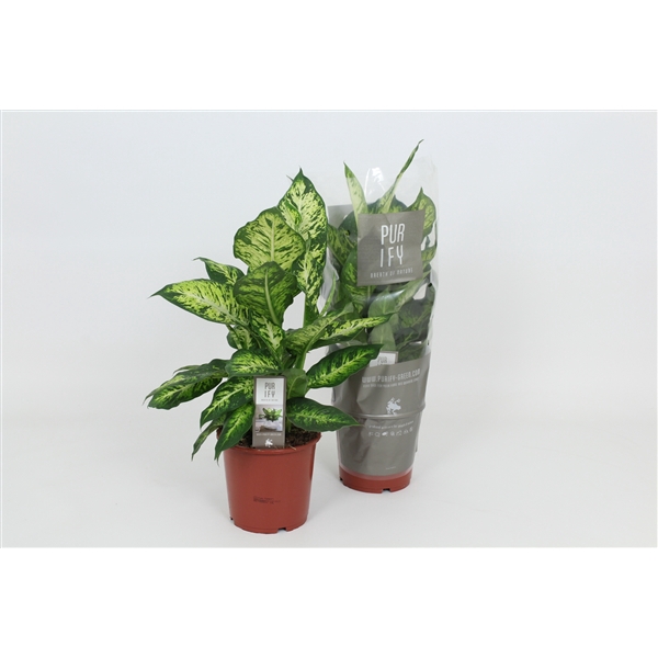 <h4>Purify Dieffenbachia Sublime 17 cm</h4>