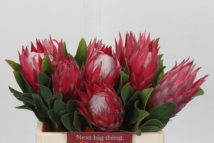 <h4>Protea Cynaroides Madiba</h4>