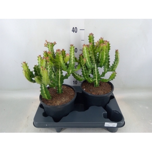 Euphorbia lactea