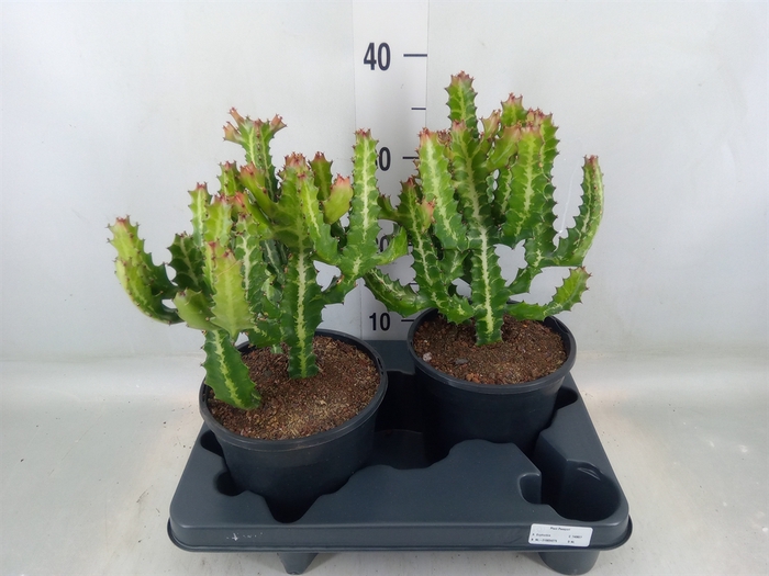 <h4>Euphorbia lactea</h4>