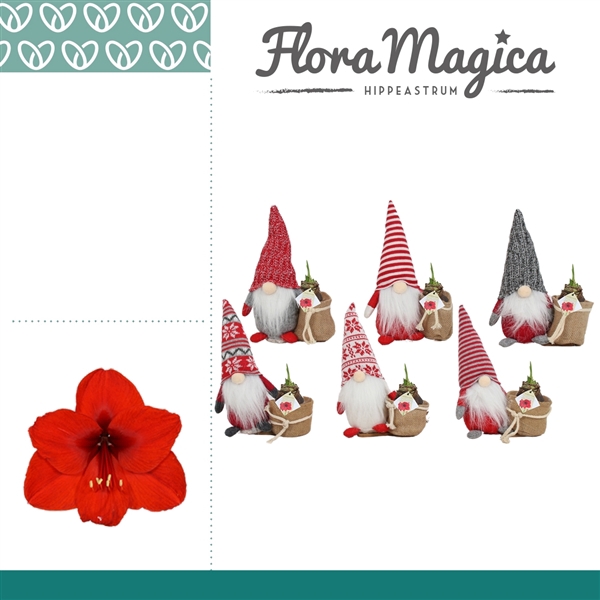 <h4>Hippeastrum Gnoom with Basket KERST</h4>