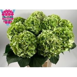 <h4>HYDR M CH VERENA CL</h4>