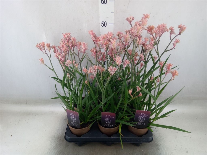 <h4>Anigozanthos   ...</h4>