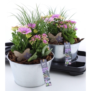ARR TUINPLANTEN