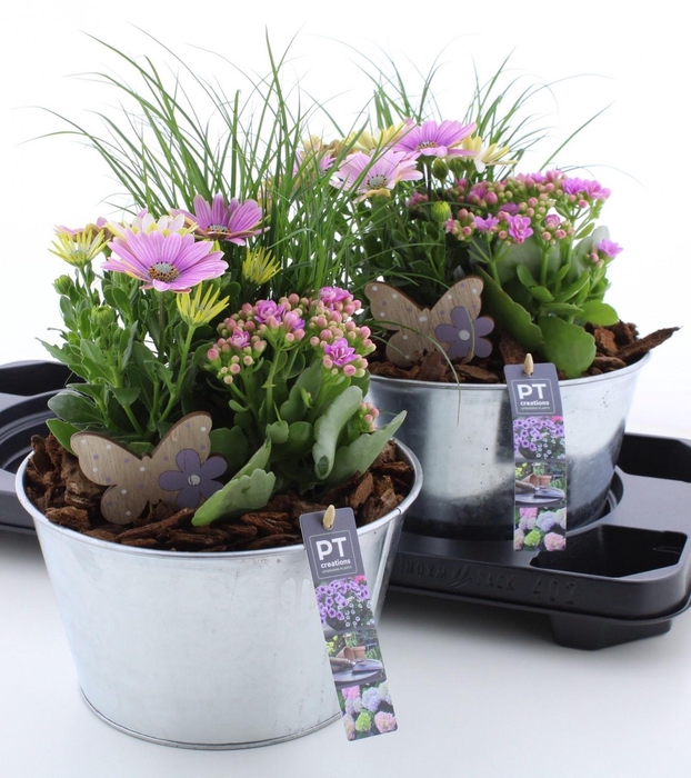 <h4>ARR TUINPLANTEN</h4>