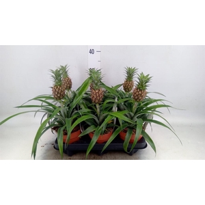 Ananas  'Rosita'