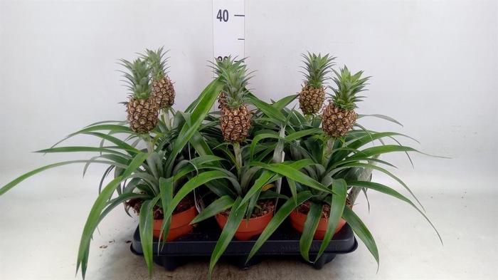 <h4>Ananas  'Rosita'</h4>