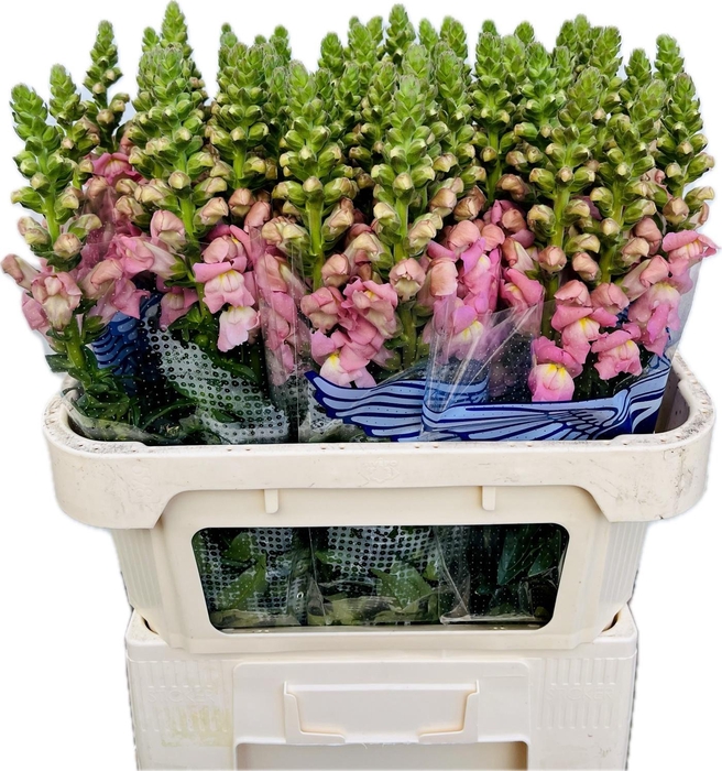 <h4>Antirrhinum Opus Pink</h4>