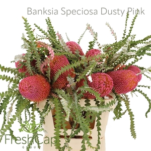 Banksia Spec Klb H%