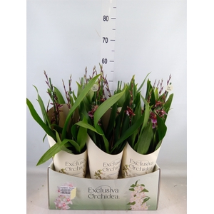 Burrageara  'Barrocco Red'