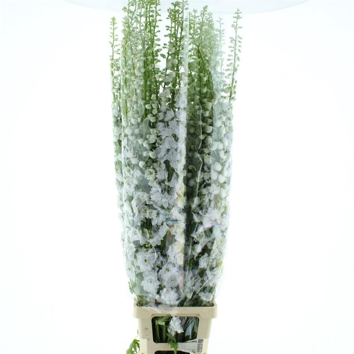 <h4>Delphinium Aurora White Super</h4>