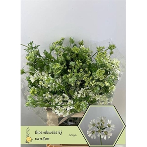 ORLAYA GRANDFL WHITE