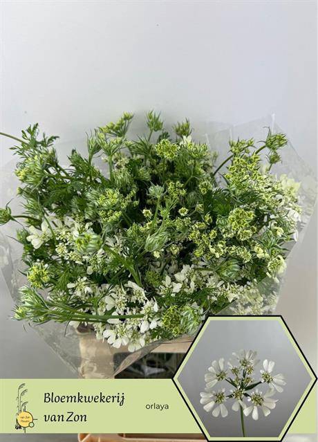 <h4>ORLAYA GRANDFL WHITE</h4>