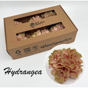 Zijde Wax-Hydrangea Hydr Wax Zijde Oud Rose