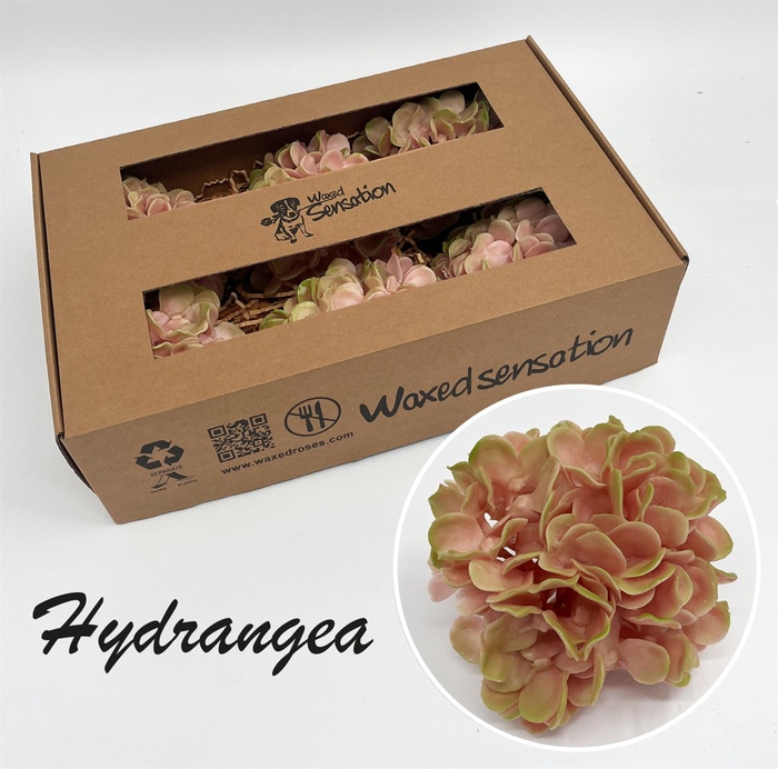 <h4>Zijde Wax-Hydrangea Hydr Wax Zijde Oud Rose</h4>