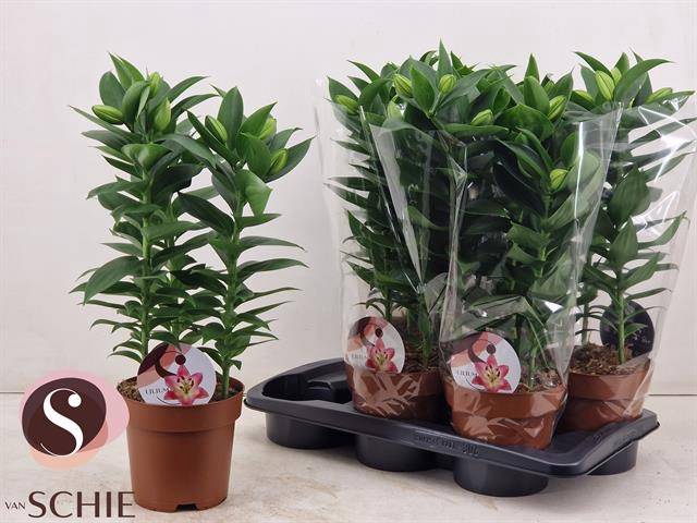 <h4>LIL OR SOUVENIR</h4>
