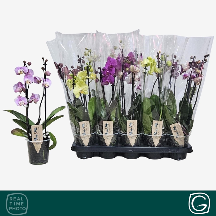 <h4>PHAL GEM 4 KL</h4>