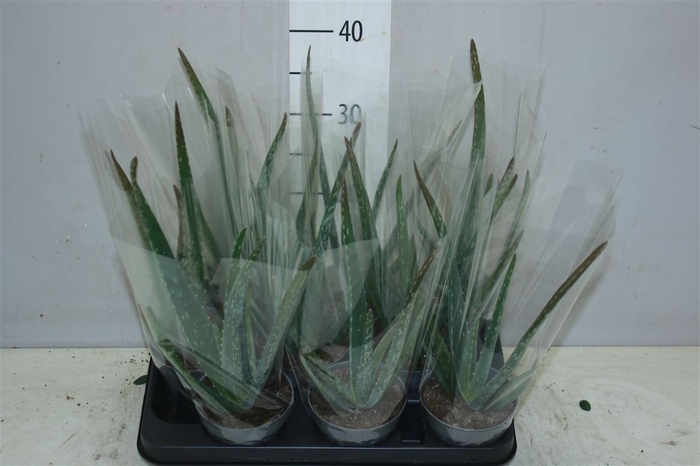 <h4>Aloe Vera</h4>
