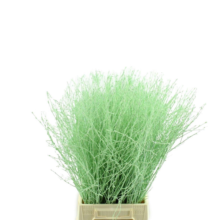 <h4>Berk Geverfd</h4>