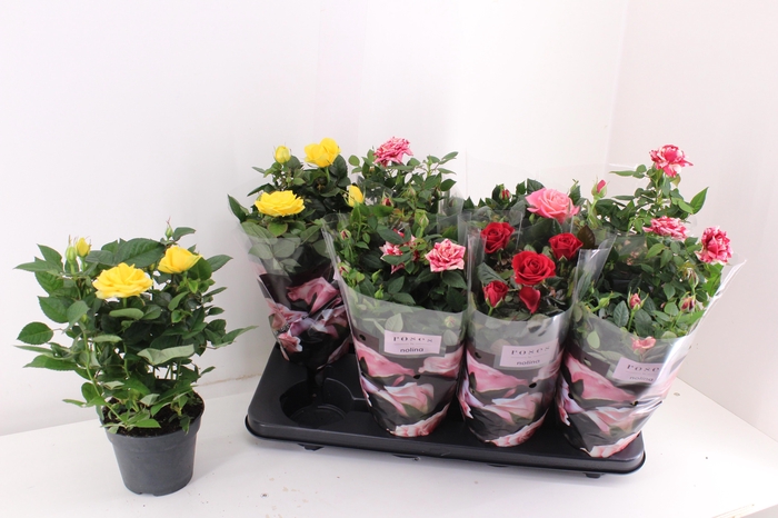 <h4>RO PATHIT GEM 4 SRT</h4>