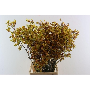 Anigoz Yellow
