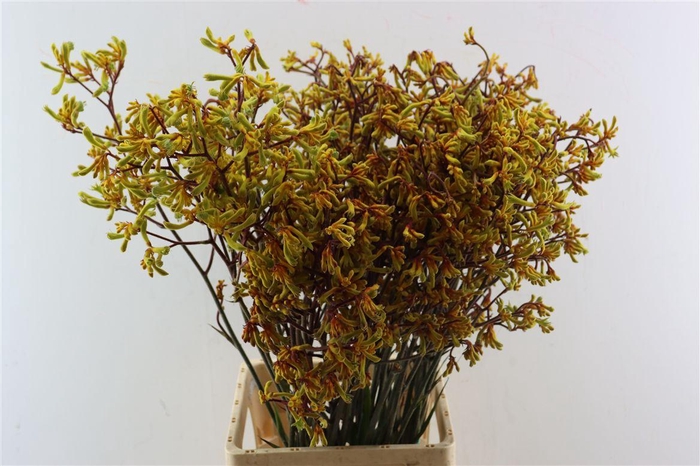<h4>Anigoz Yellow</h4>