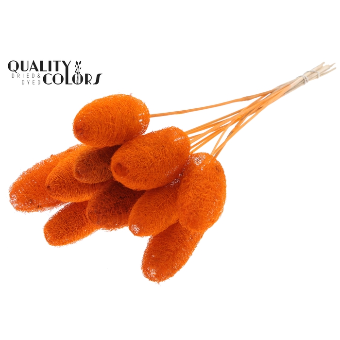 <h4>Luffa Mini on stem Orange</h4>