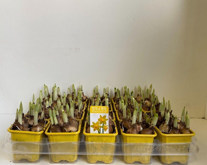 <h4>Narcis Tete a Tete</h4>