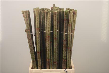 <h4>Polygonum Overig</h4>