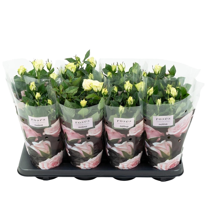 <h4>Nolina Roses Ø 13 cm White</h4>