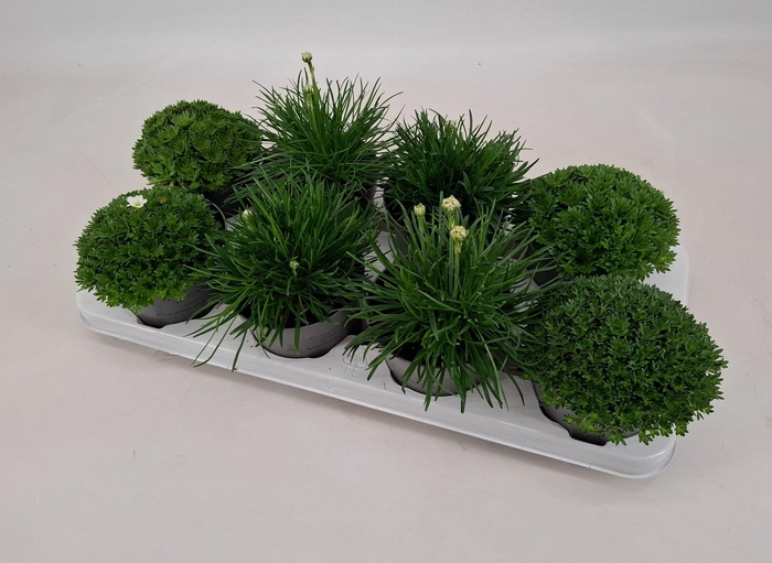<h4>Vaste Planten mix 12 cm</h4>
