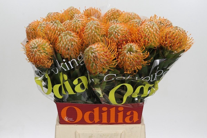 <h4>LEUCO SOLEIL</h4>