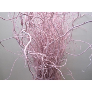 Salix Kronkelwilg Licht Rose