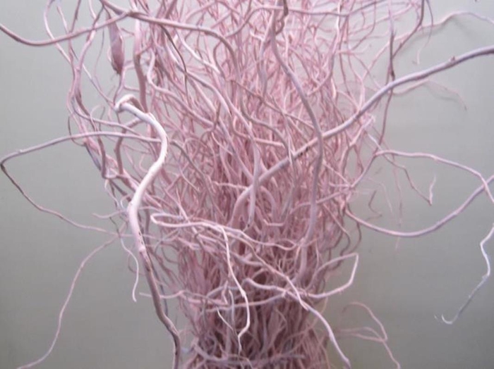 <h4>Salix Kronkelwilg Licht Rose</h4>
