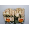 R GR QUICKSAND Welyflor