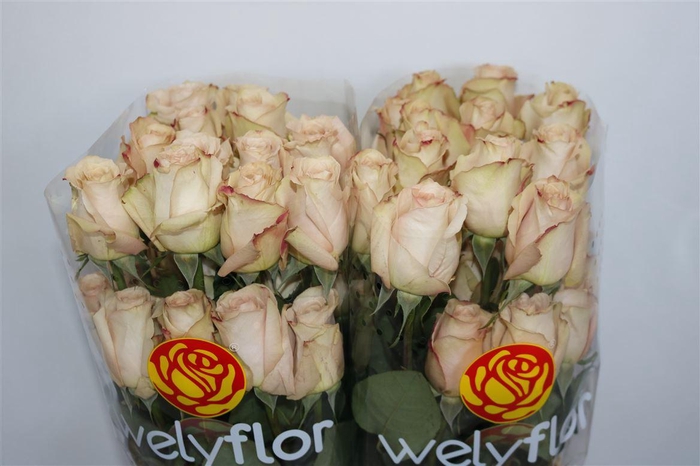 R GR QUICKSAND Welyflor