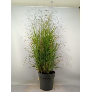 Panicum virgatum