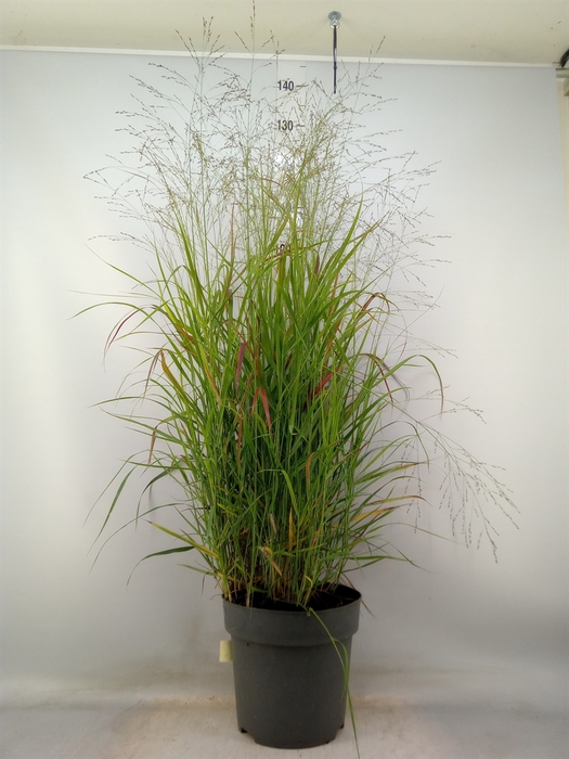 <h4>Panicum virgatum</h4>