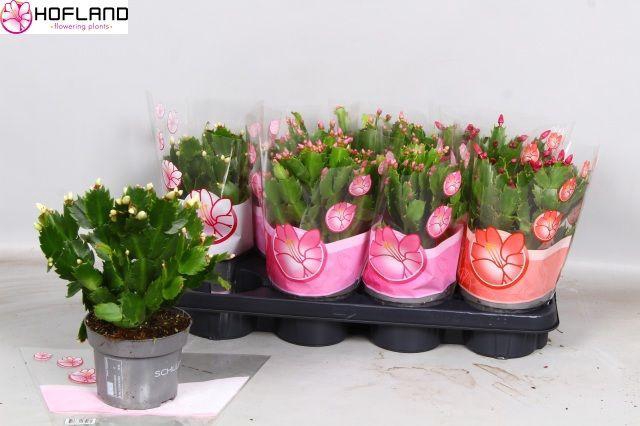 <h4>Schlumb Gem 3 Kl</h4>