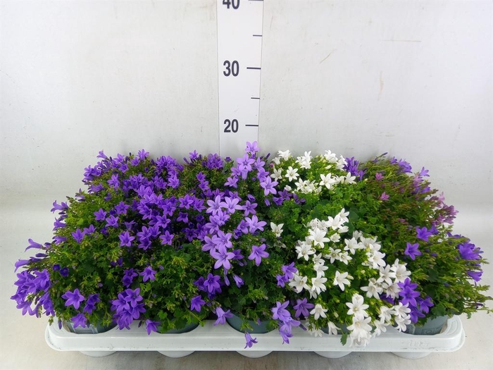 <h4>Campanula porten.</h4>