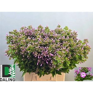 Phlox P Roze/wit 70cm
