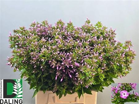 <h4>Phlox P Roze/wit 70cm</h4>